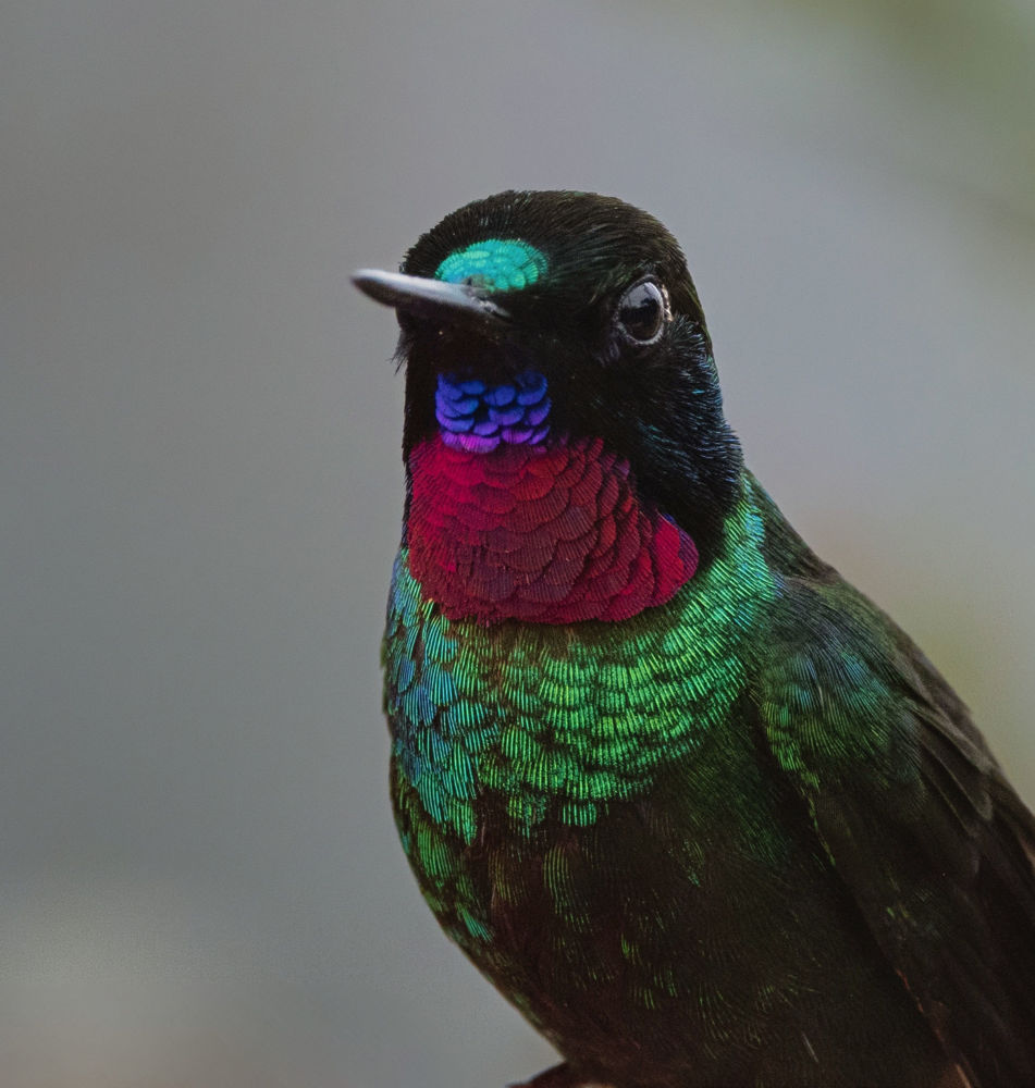 Tourmaline Sunangel Heliangelus exortis